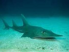 Surprising News About Sharks and Rays